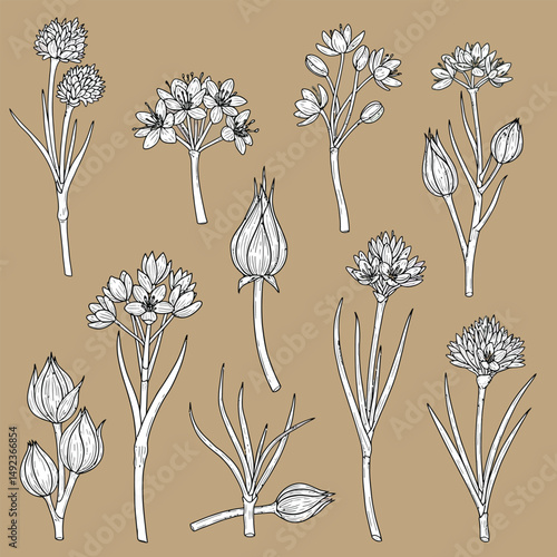 Ross Flowers vector art illustration.   roses isolated on white transparent background. a Ros vetch leaves vector silhouette artwork illustration.