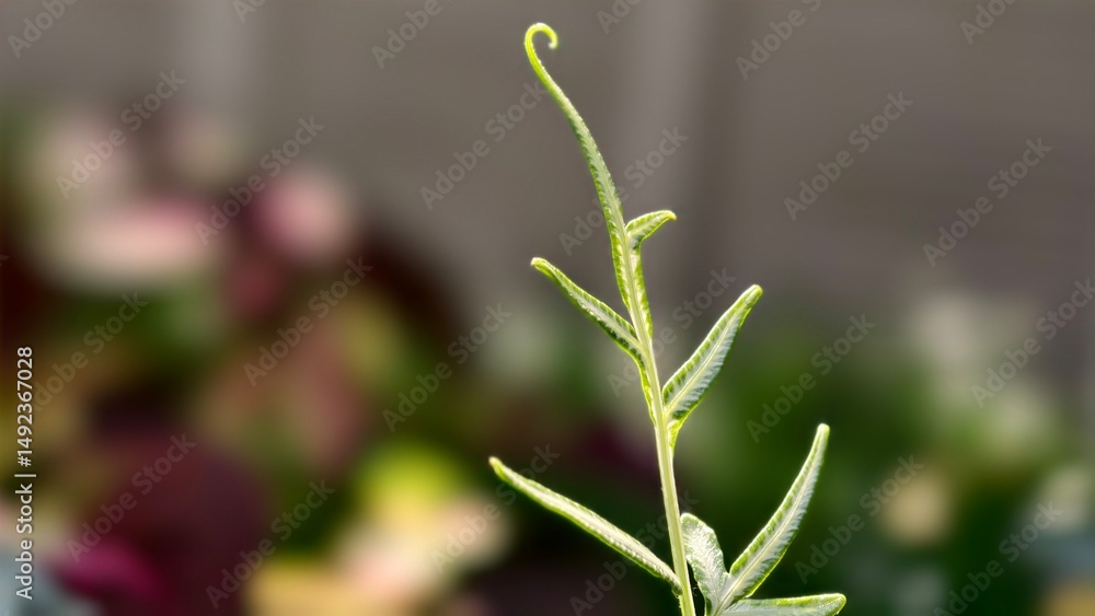 Delicate Green Plant Stem with Curled Tip Against a Soft Focus Floral Background in Natural Light Delicate Green Plant Stem with Curled Tip Against a Soft Focus Floral Background in Natural Light