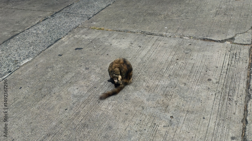 Obraz premium Cat Sitting on Concrete Surface in Urban Environment with Sunlight and Shadows in Outdoor Setting