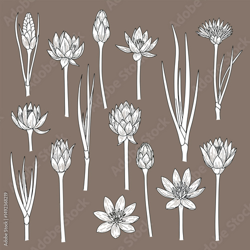 Ross Flowers vector art illustration.   roses isolated on white transparent background. a Ros vetch leaves vector silhouette artwork illustration.
