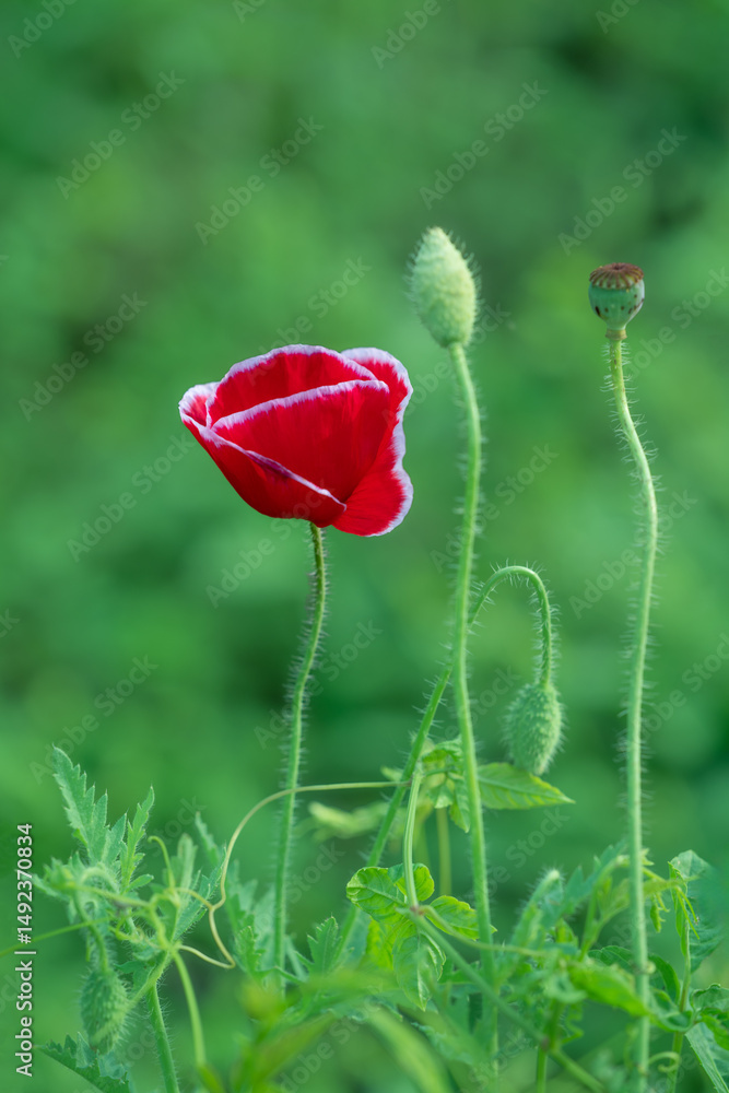Obraz premium Close-up of beautiful red poppy flowers outdoors