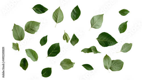 Green leaves collection with various shapes and sizes isolated on transparent background
