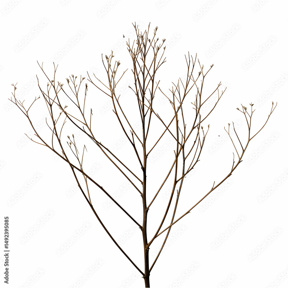 Fototapeta premium Dried Flower Stem Botanical Illustration