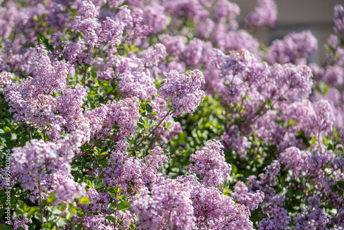 Bunch of beautiful purple violet lilac on bush in May soft focus. Summer fragrant lilac flowers
