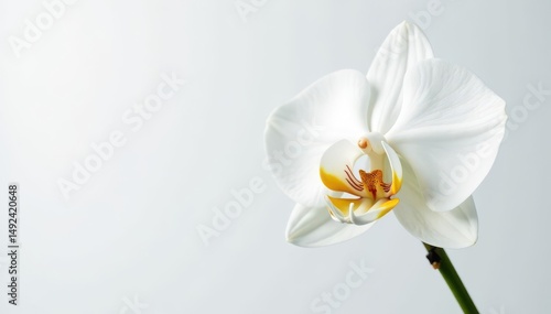 Delicate white orchid blossom against pure white backdrop, minimal, simple, summer