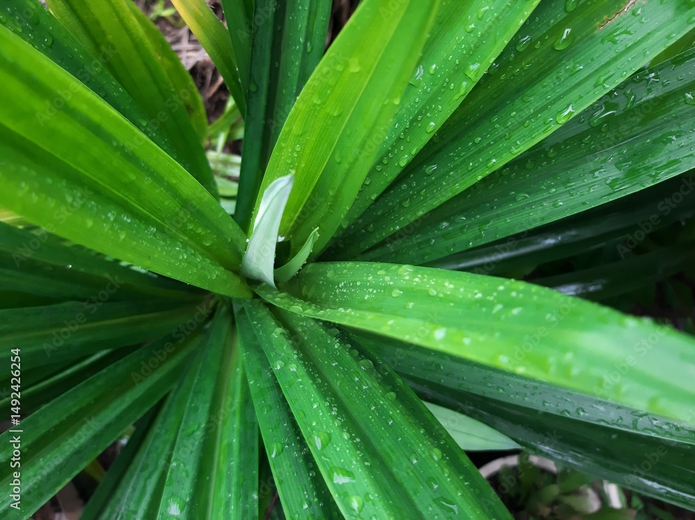 Fototapeta premium rain drops on the leaves