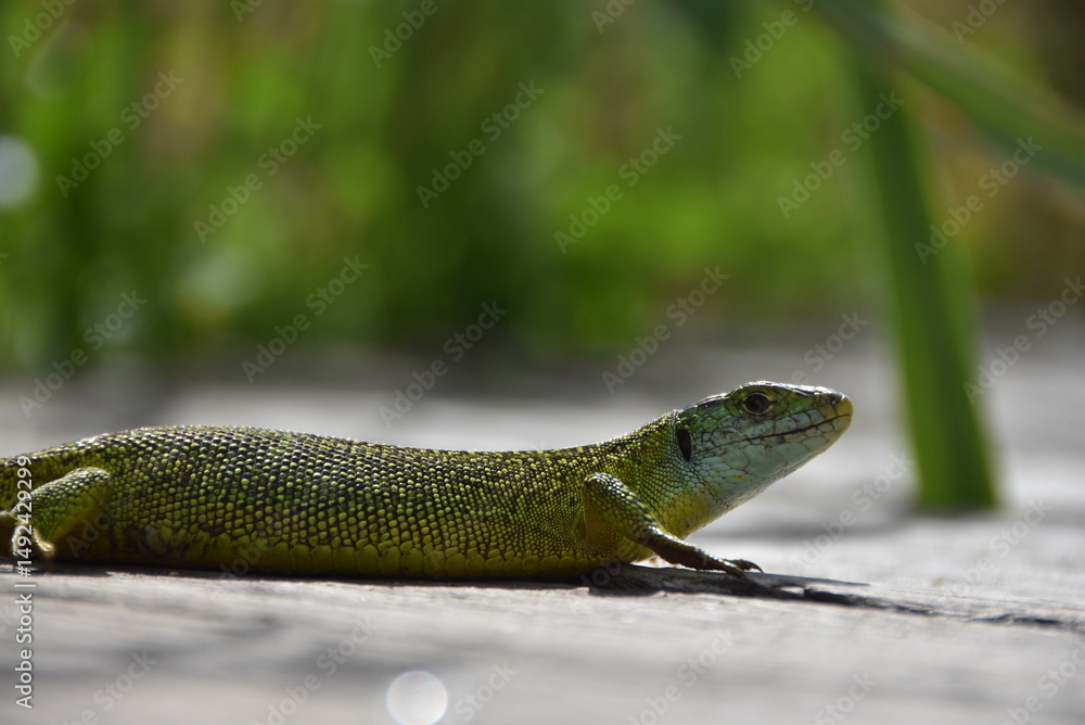 Fototapeta premium Gros plan d'un lézard vert vue latérale, aux teintes vertes et bleues, dans la nature