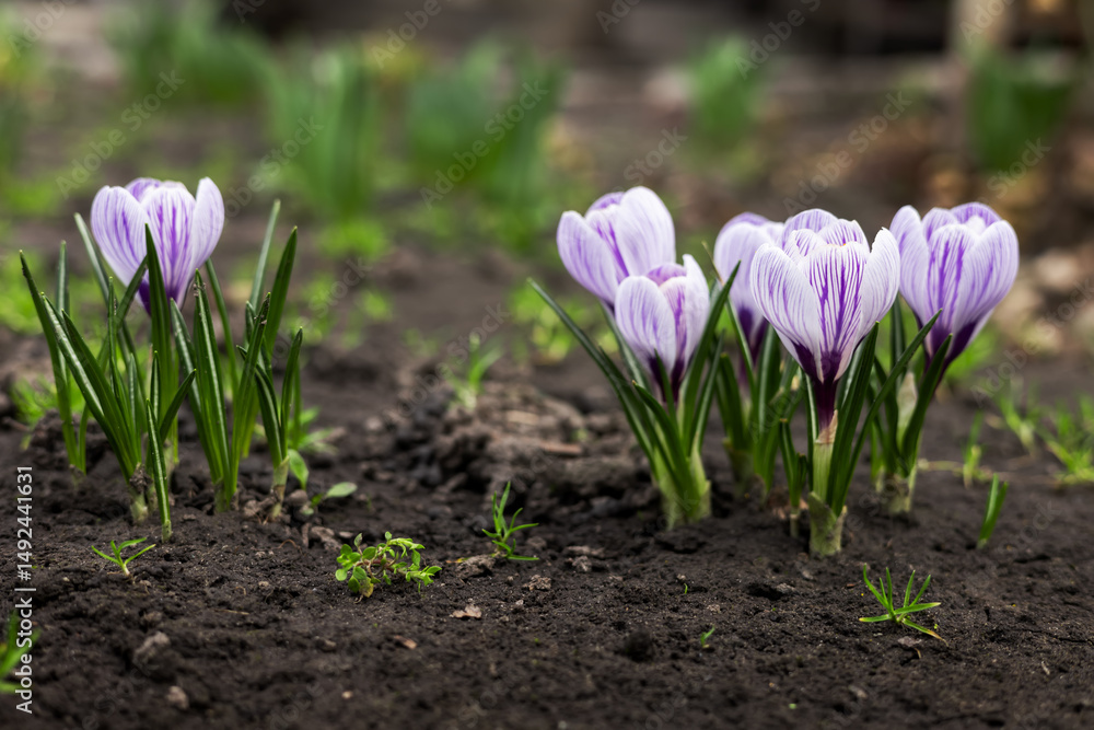 Purple Crocus Flowers in Spring. High quality photo Purple Crocus Flowers in Spring. High quality photo