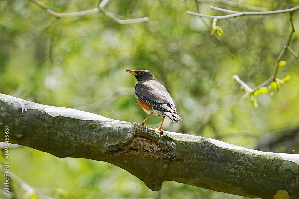Fototapeta premium 枝に止まるアカハラ