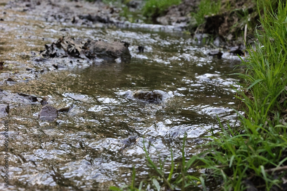 Fototapeta premium Close-Up Of A Shallow Forest Stream With Clear Water Gently Flowing Over A Bed Of Mud, Small Stones, And Fallen Leaves. Green Grass On The Bank. Tranquil Nature.