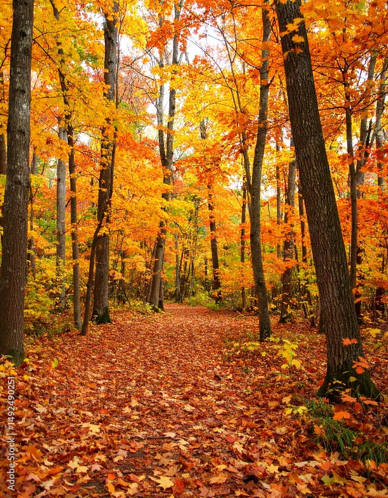 Obraz premium A vibrant fall forest with orange and red foliage