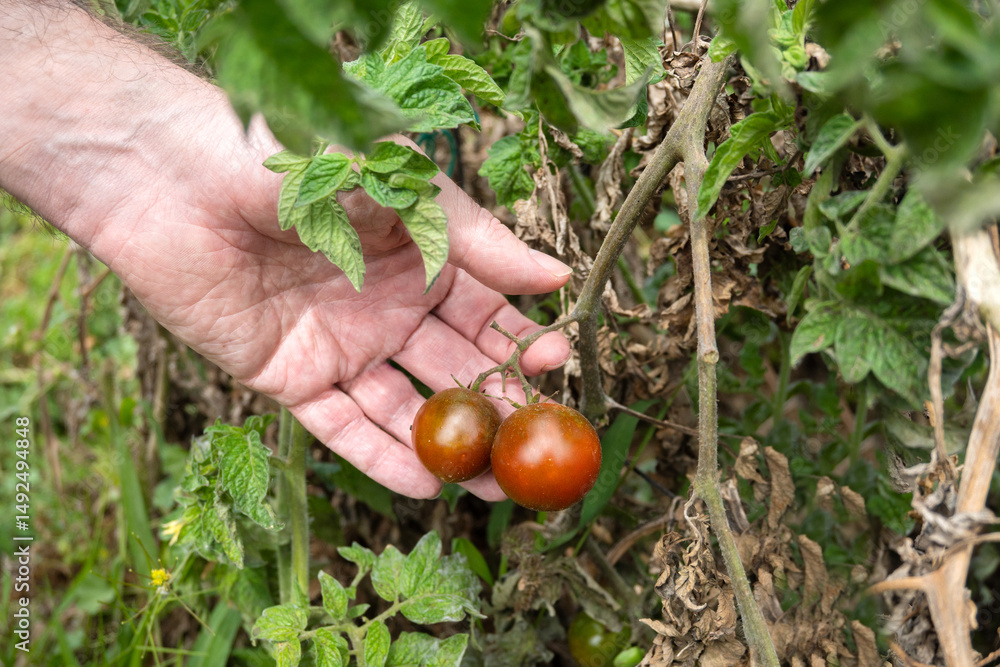 Hand holding ripe cherry tomatoes on the vine in an organic garden Hand holding ripe cherry tomatoes on the vine in an organic garden