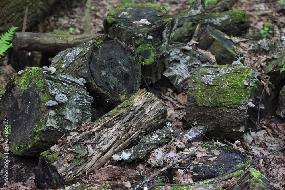Fototapeta premium Pile Of Old, Decaying Logs And Tree Stumps Covered In Green Moss And Small Bracket Fungi On The Forest Floor. Natural Decomposition And Woodland Texture.