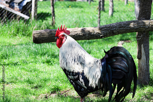 Rooster on the garden grass