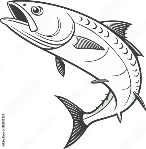 Barramundi fish illustration — contour and silhouette on white.