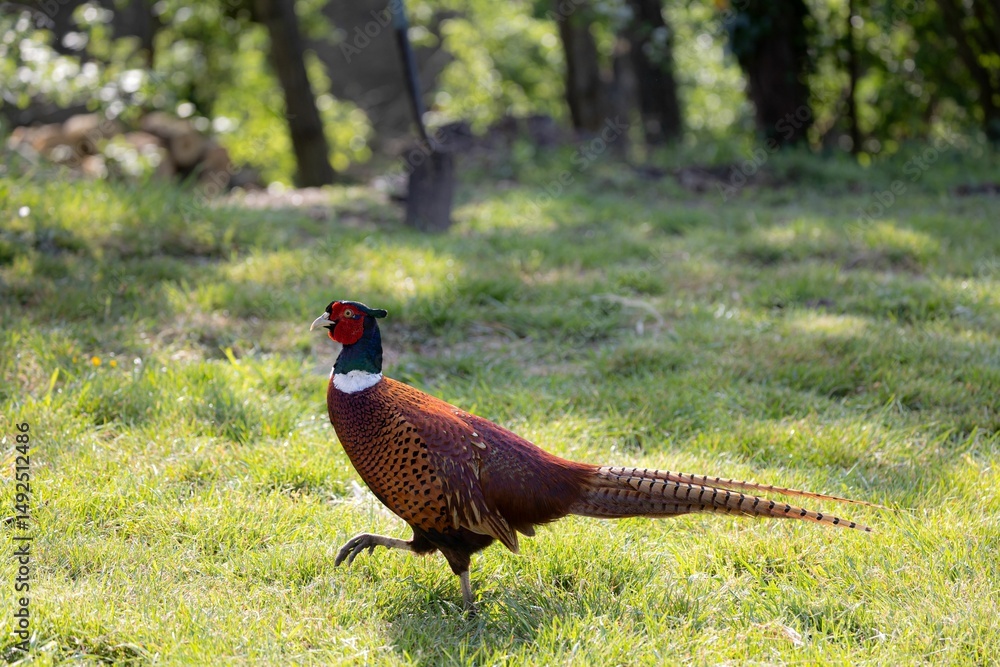 Fototapeta premium Pheasant on a Sunlit Grassy Field