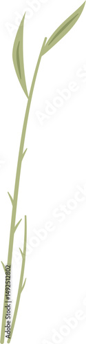 galangal plant leaf, Alpinia sp., Zingiberaceae