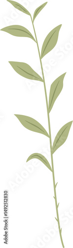 galangal plant leaf, Alpinia sp., Zingiberaceae
