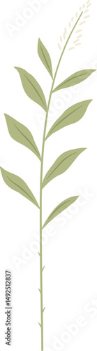 galangal plant leaf, Alpinia sp., Zingiberaceae
