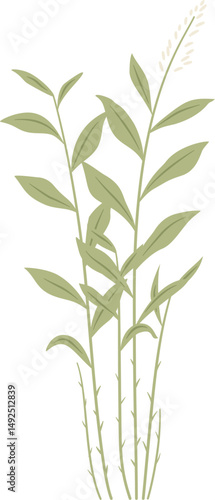 galangal plant leaf, Alpinia sp., Zingiberaceae