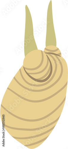 galangal rhizome, Alpinia sp., Zingiberaceae