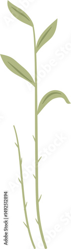 galangal plant leaf, Alpinia sp., Zingiberaceae