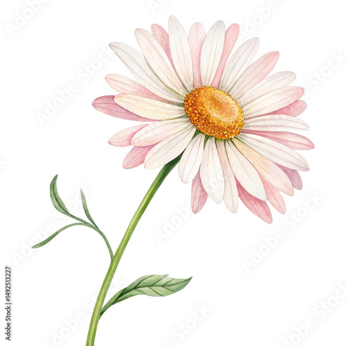 Watercolor Pink Daisy Flower, Isolated on Transparent Background, Floral Illustration, Botanical Art, Daisy, Flower, Watercolor