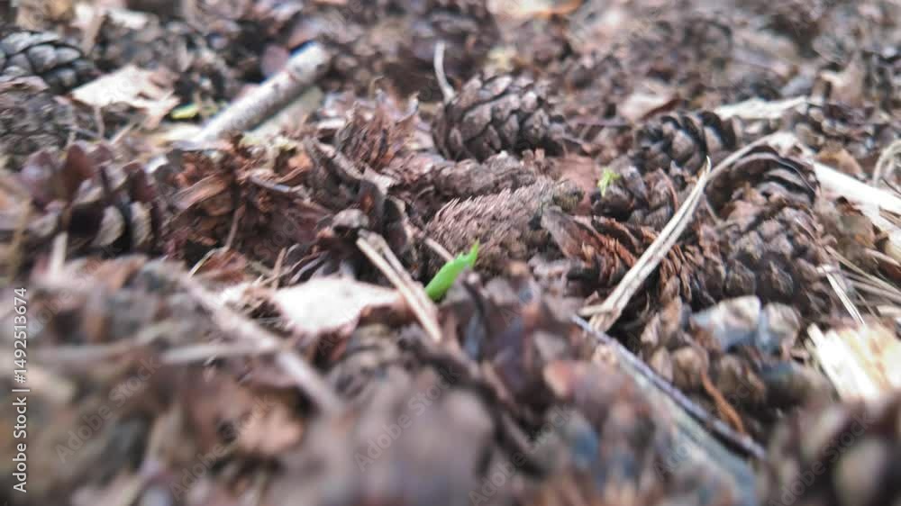 A closeup view of intricate pine cones and organic debris on the forest floor, showcasing natures rich textures A closeup view of intricate pine cones and organic debris on the forest floor, showcasing natures rich textures