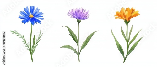 Watercolor Trio of Flowers on White Background Illustration Botanical Art Style Close Up Isolated Cornflower Aster Calendula