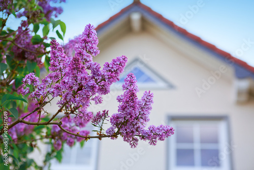 Lilac bush with vibrant purple flowers is in front of a house.