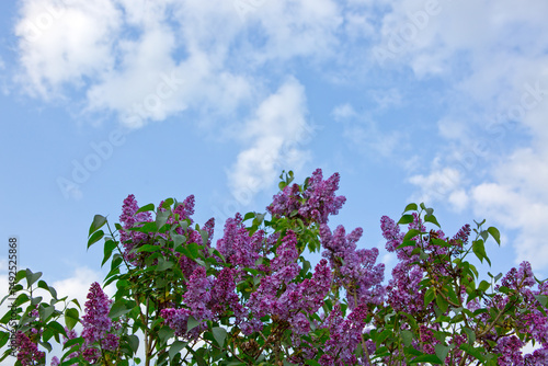 lilac flower isolated on blue sky background