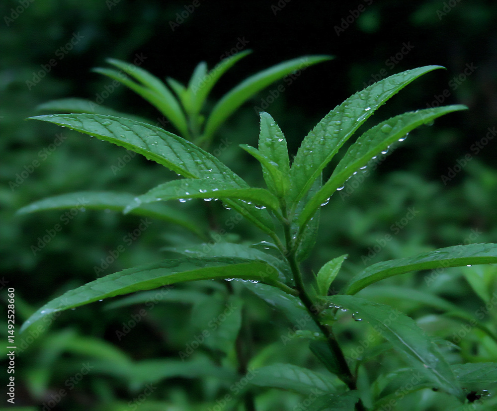 Fototapeta premium soft, blurred raindrops falling on a vibrant green leaf