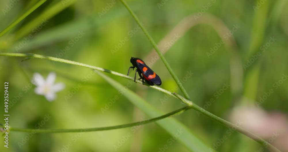 Cercopis vulnerata (also known as the black-and-red froghopper or red-and-black froghopper) in the grassland Cercopis vulnerata (also known as the black-and-red froghopper or red-and-black froghopper) in the grassland