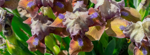 Beautiful Brown and Purple Bearded Iris Flowers in Blooming Garden