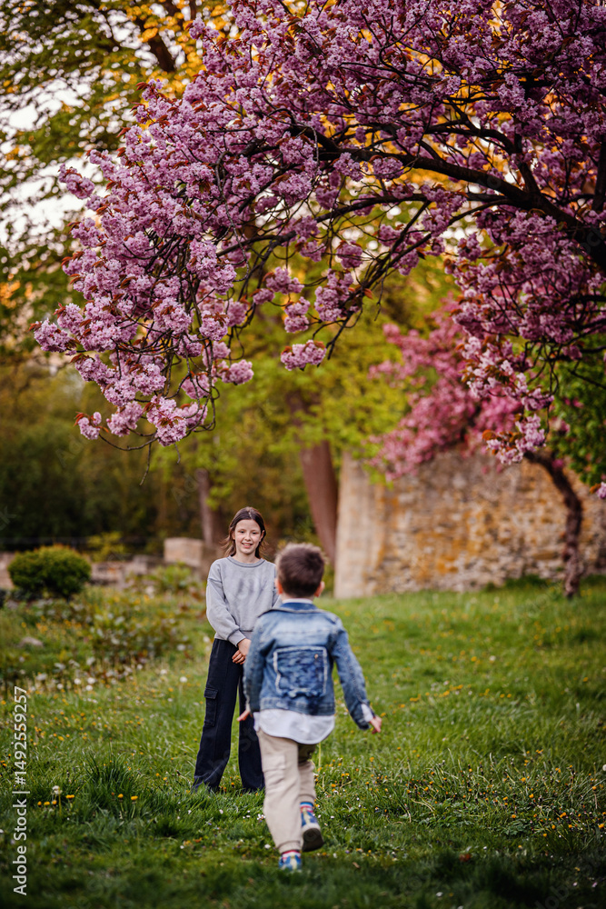 Fototapeta premium Children Playing Together Under Blooming Cherry Tree