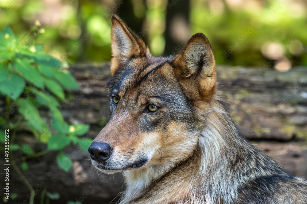 Fototapeta premium European Grey Wolf, Canis lupus in a german park