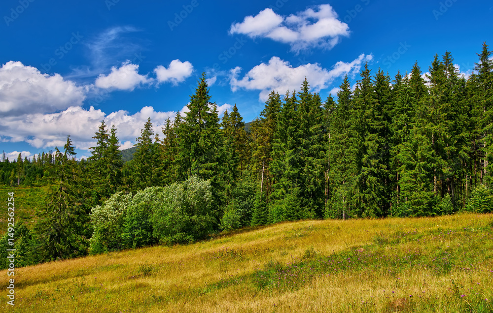 Fototapeta premium Mountain Meadow Bordering Evergreen Forest