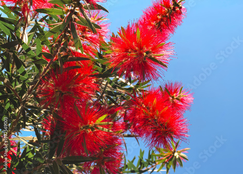 Quadro em tela Vibrant red bottlebrush flowers ,Callistemon, in full bloom against a clear blue