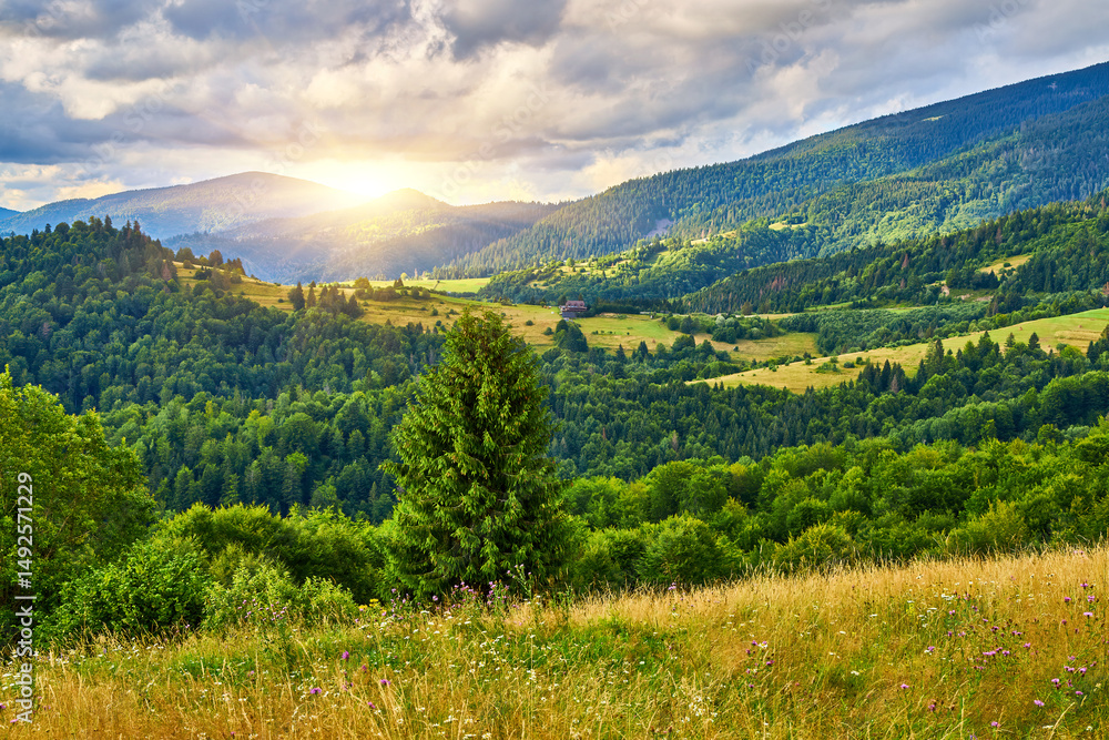 Obraz premium Mountain Meadow Bordering Evergreen Forest