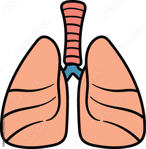 Human lungs with windpipe visible illustration