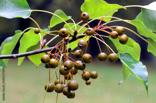 Leaves and fruits of the wi...