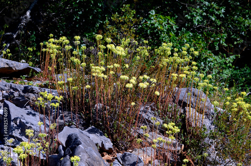 The lithophyte plant Petros...