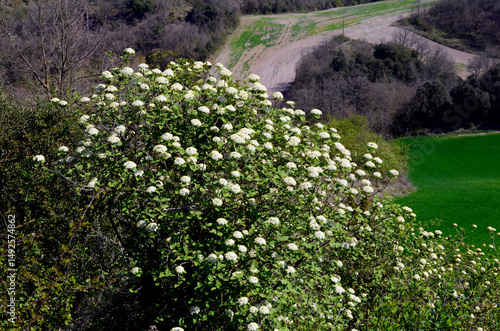 Wayfarer bushes (Viburnum l...