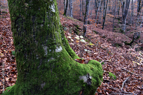 Young beech tree growing in...