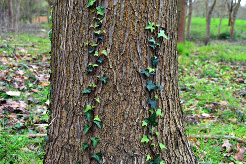 Ivy (Hedera helix) climbing...