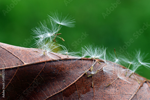 Dandelion pappus (Taraxacum officinale) perched on a dry leaf