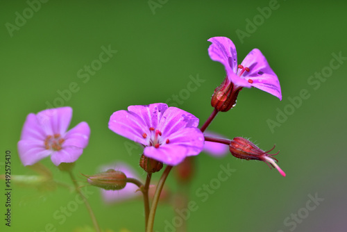 Konstfotografi Detail of the pink flowers of the St