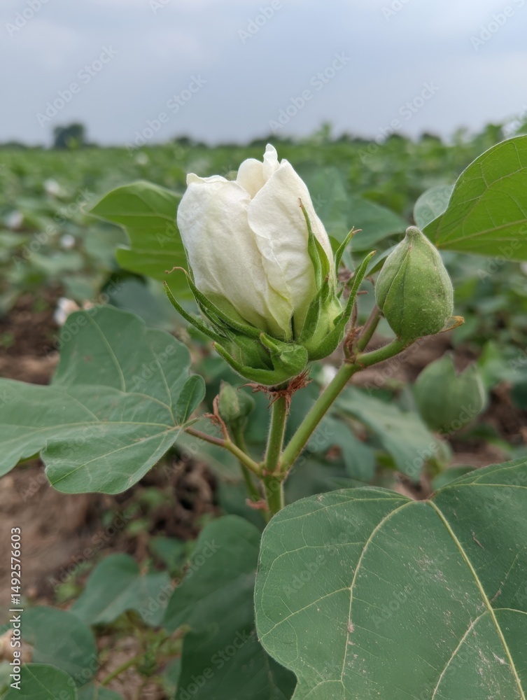 Obraz premium Close-up of a cotton flower bud in a field, showing the plant's leaves and stem, under a cloudy sky, agriculture