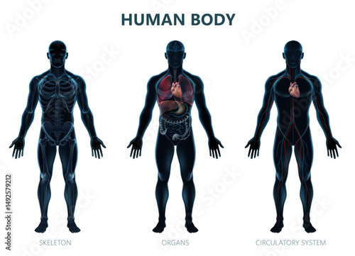 Realistic Masculine Human Body Illustration