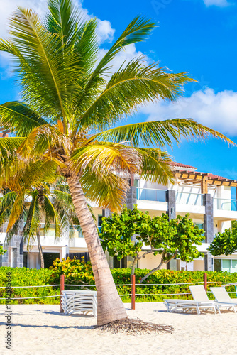 Palms parasols sun loungers beach resort Playa del Carmen Mexico.